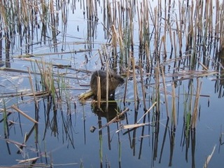Nutria1.JPG
